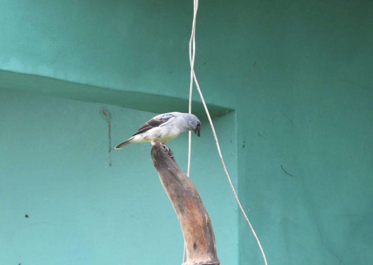 Plain-colored Tanager - ML647454231