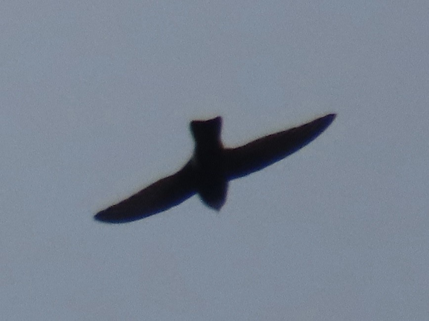 House Swift - ML647454232