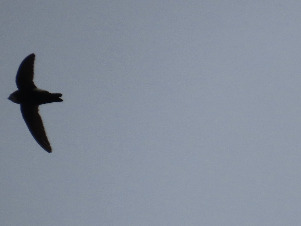 House Swift - ML647454233