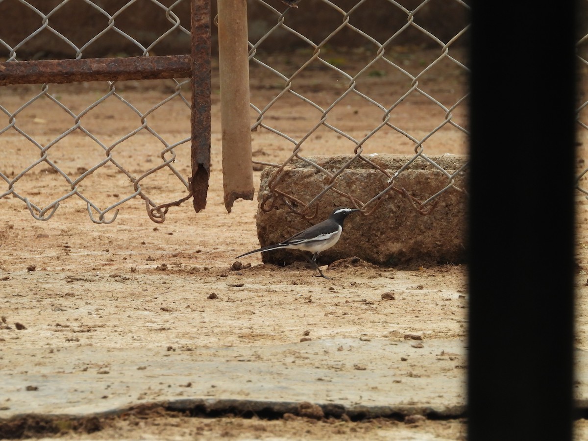 White-browed Wagtail - ML647454234