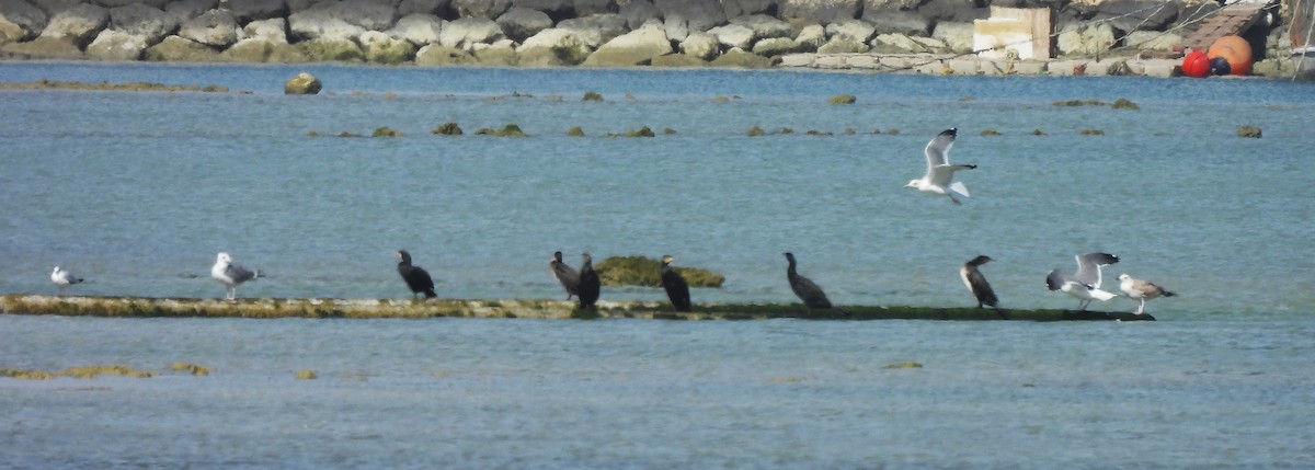 Great Cormorant - ML647454235