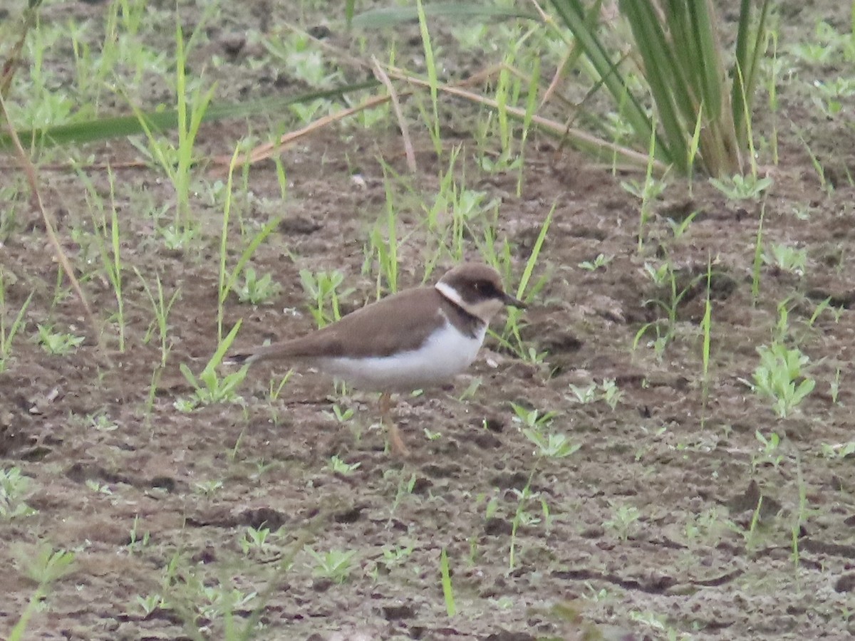 Little Ringed Plover - ML647454236