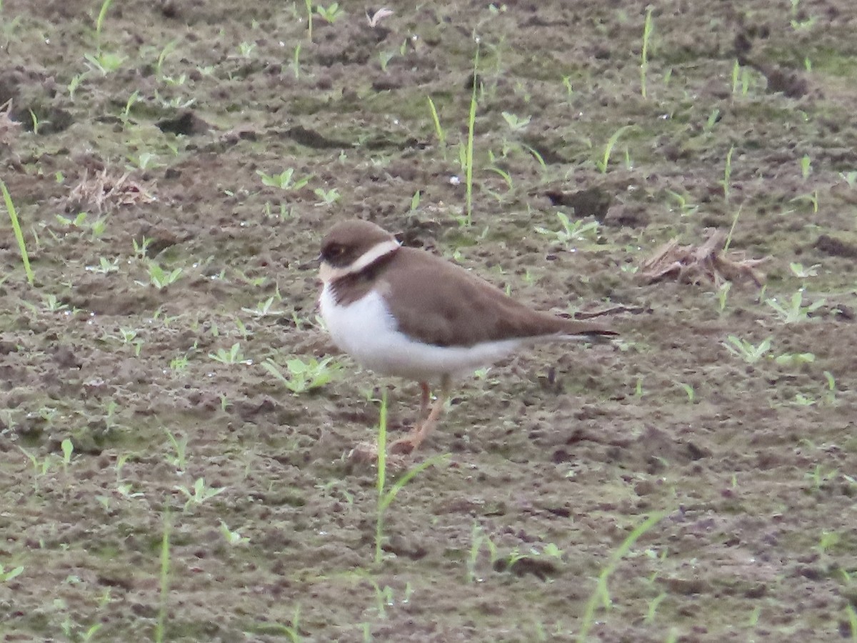 Little Ringed Plover - ML647454237
