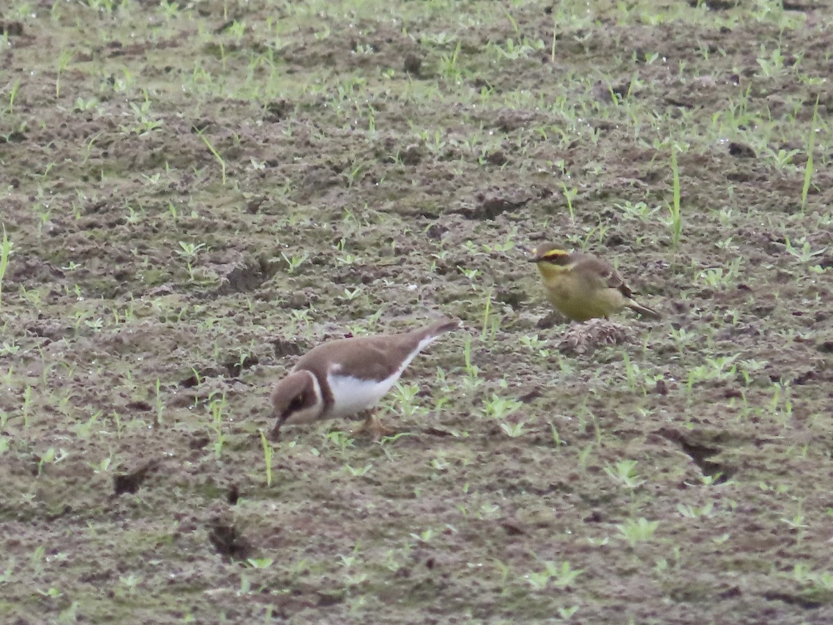 Little Ringed Plover - ML647454238