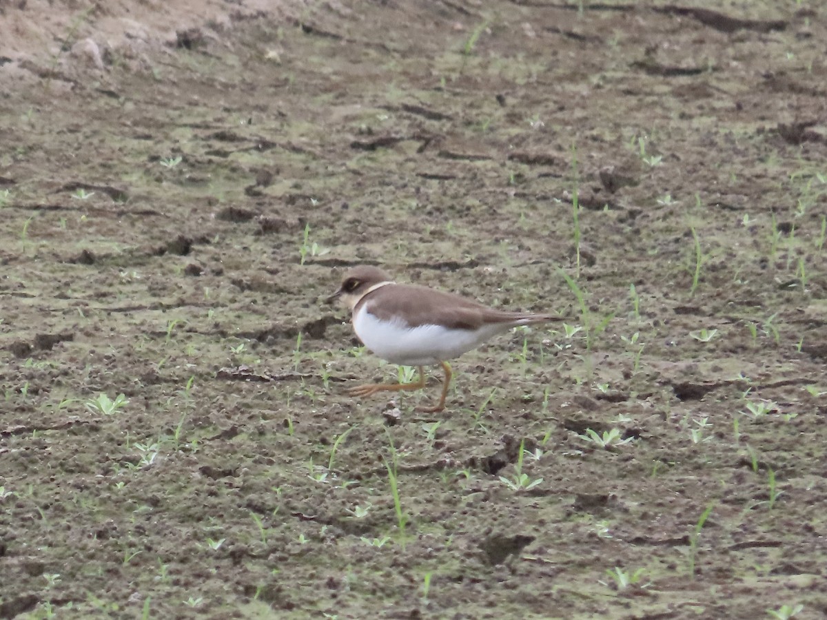 Little Ringed Plover - ML647454239