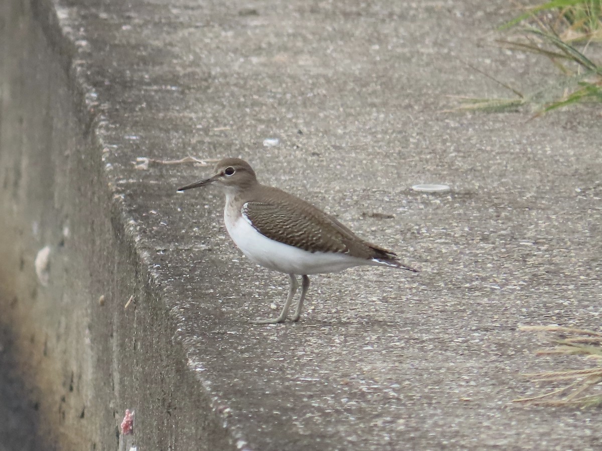 Common Sandpiper - ML647454240