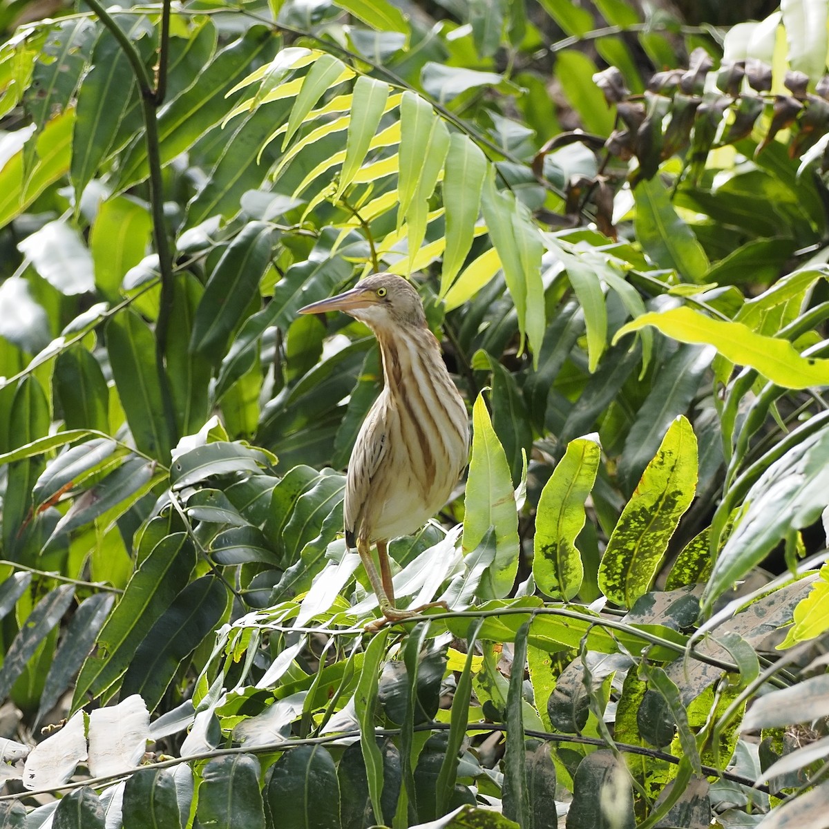Yellow Bittern - ML647454241