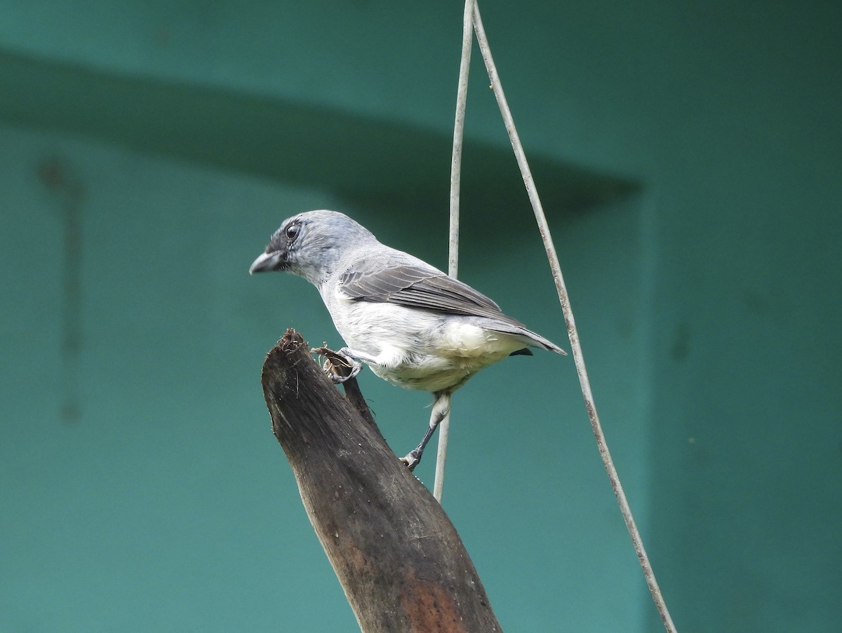 Plain-colored Tanager - ML647454244