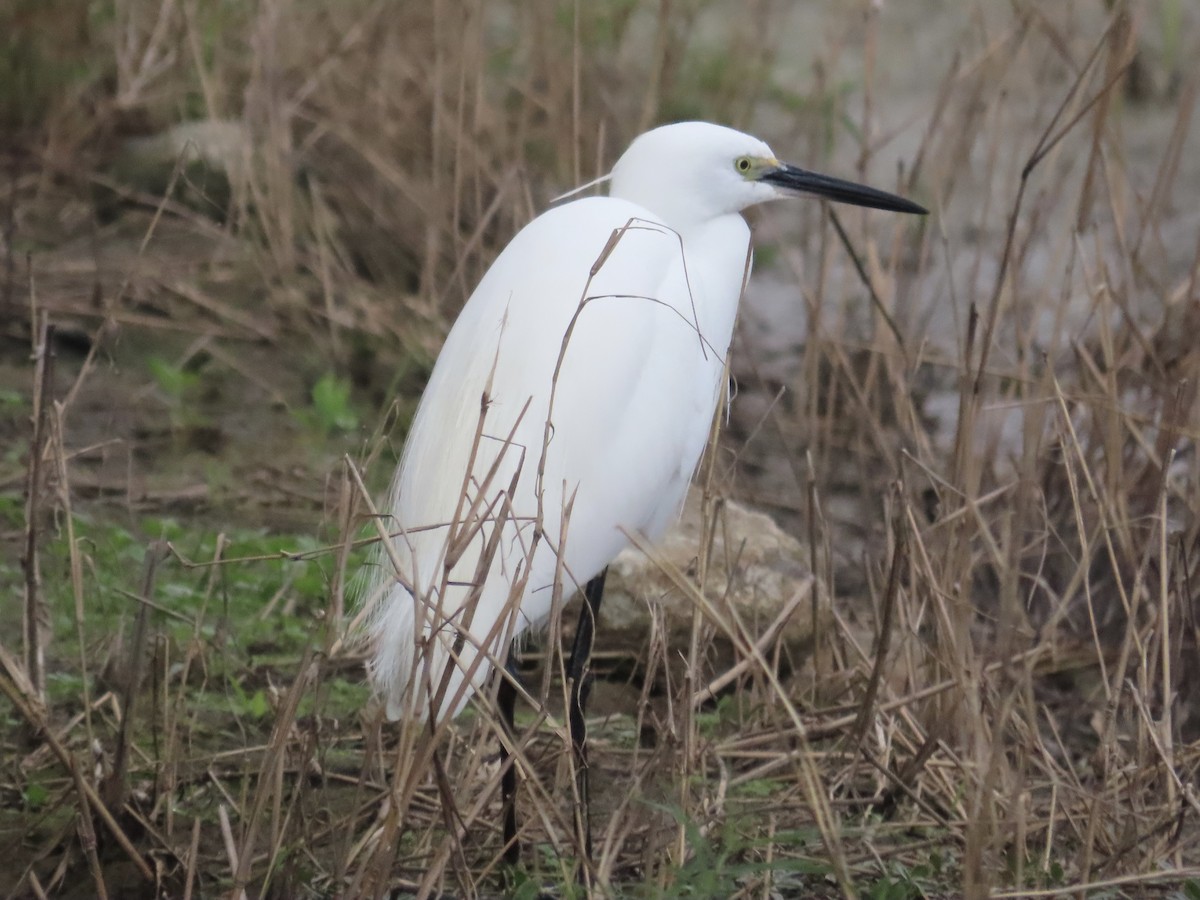 Little Egret - ML647454247