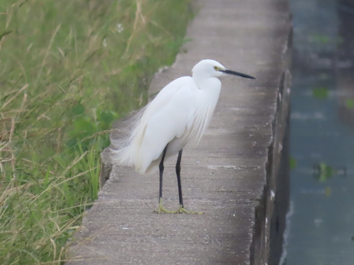 Little Egret - ML647454248