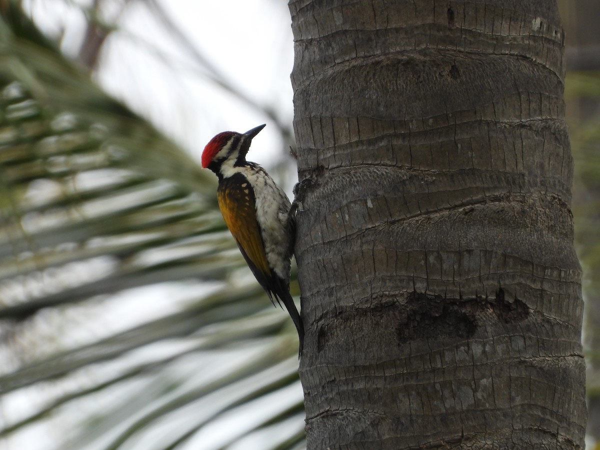 Black-rumped Flameback - ML647454249