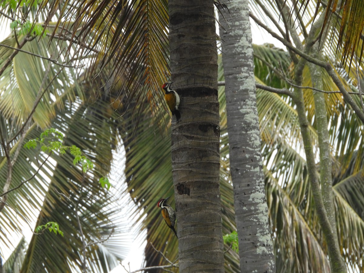 Black-rumped Flameback - ML647454250