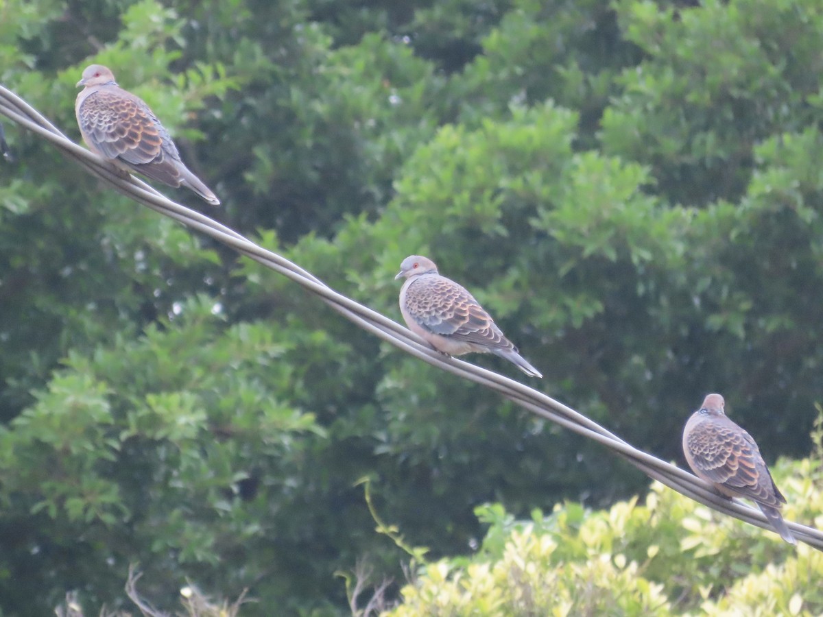 Oriental Turtle-Dove - ML647454251