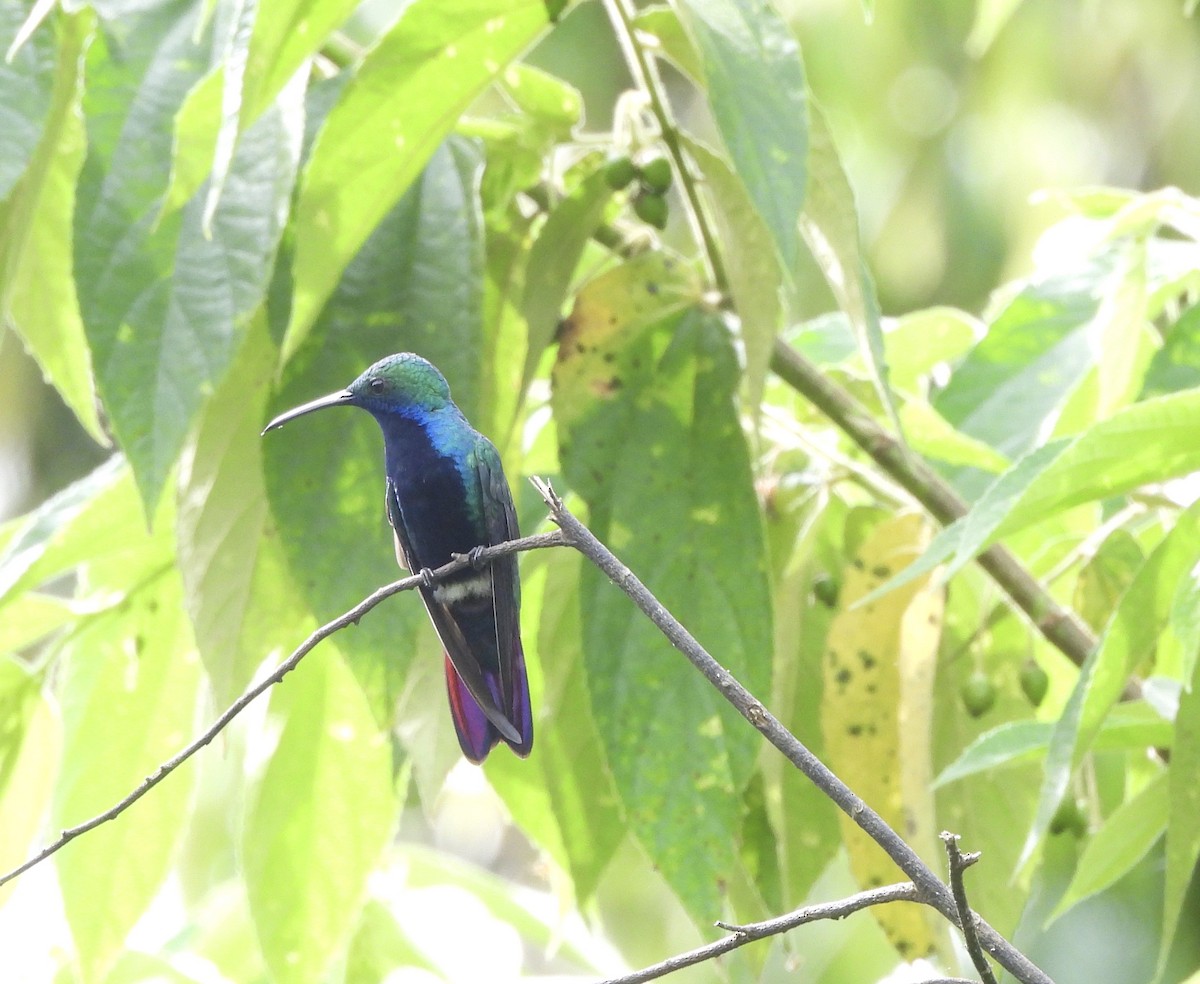 Black-throated Mango - ML647454252