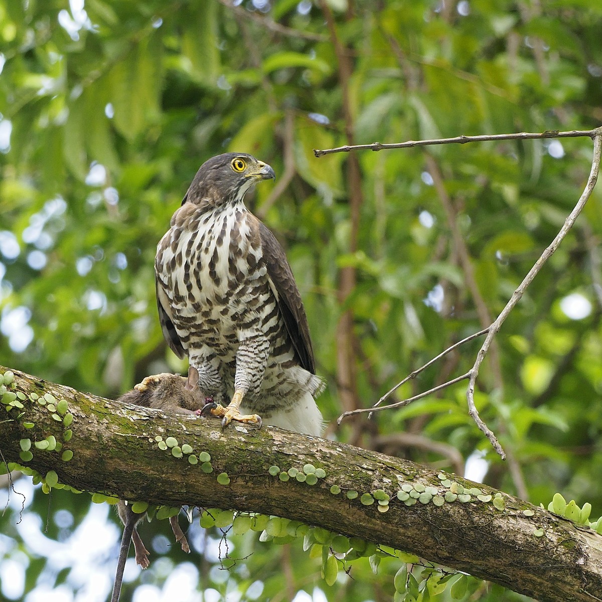 Crested Goshawk - ML647454253