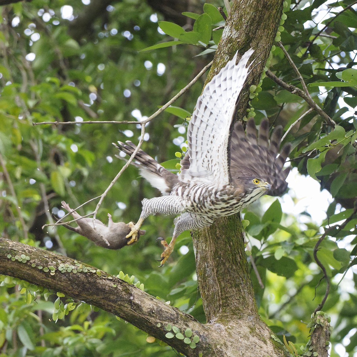 Crested Goshawk - ML647454254