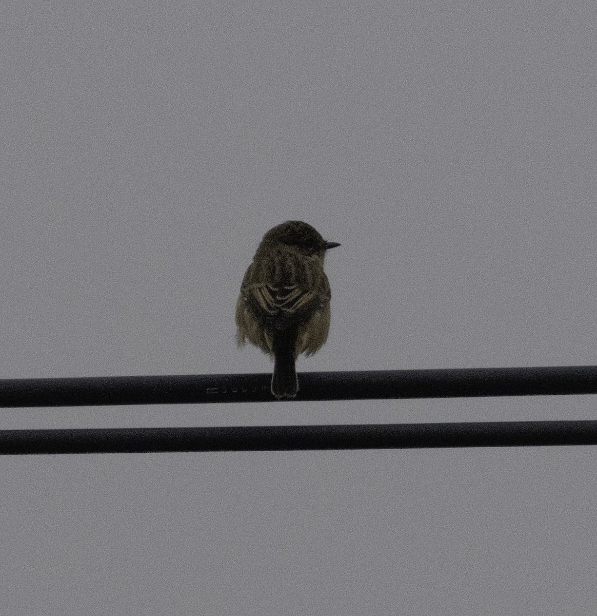 Eurasian Tree Sparrow - ML647454255