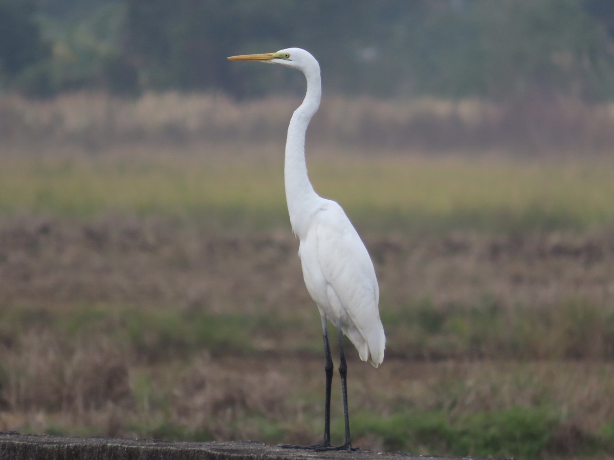 Great Egret - ML647454256