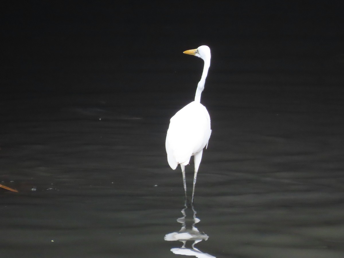 Great Egret - ML647454257