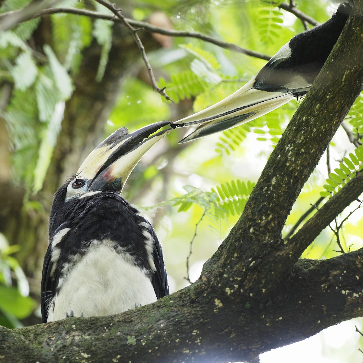 Oriental Pied-Hornbill - ML647454258