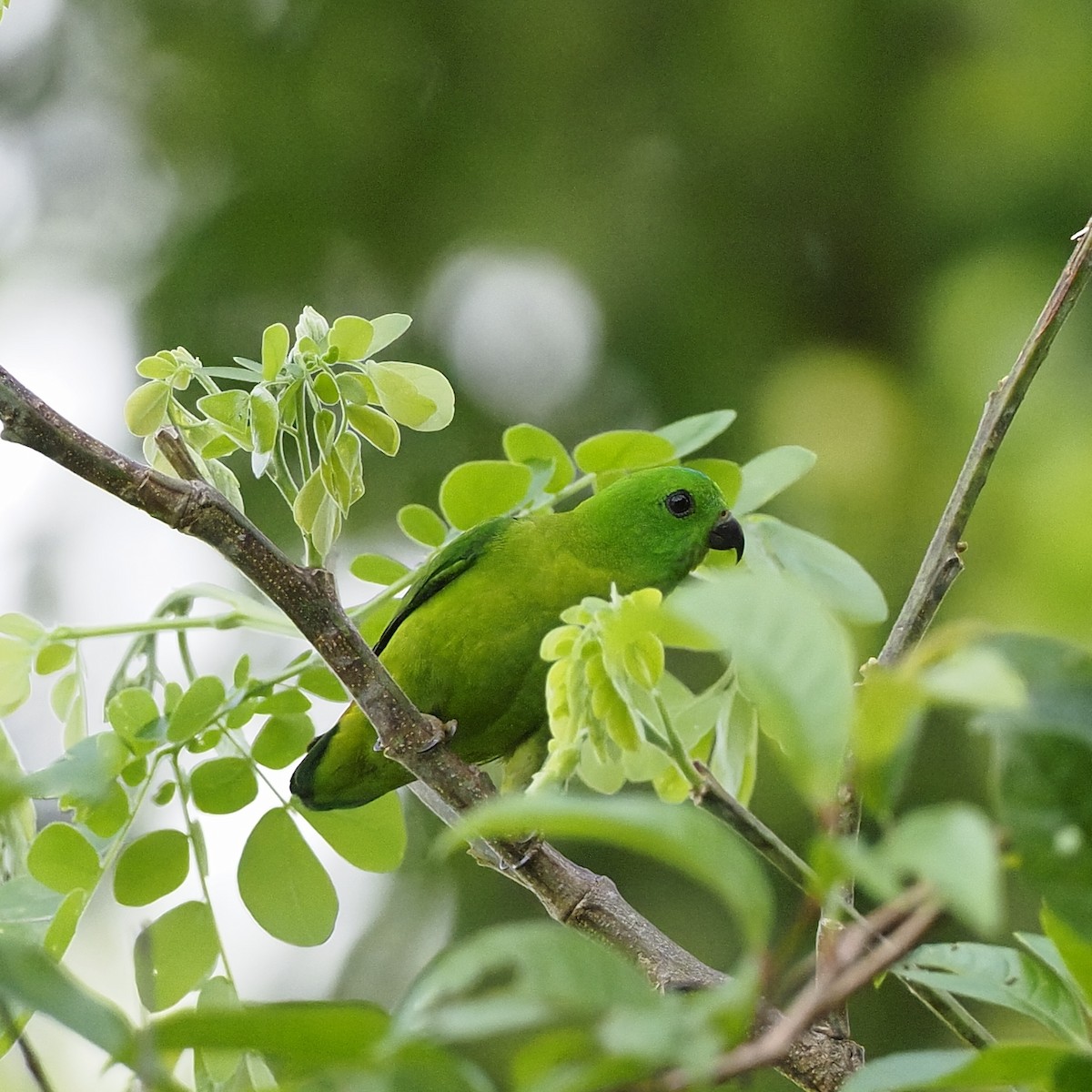 Blue-crowned Hanging-Parrot - ML647454262