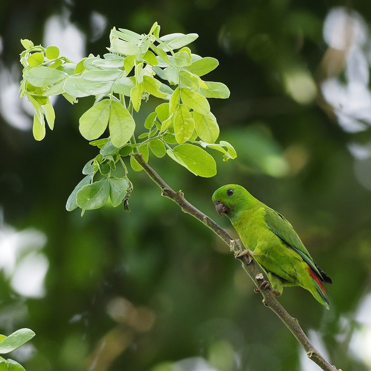 Blue-crowned Hanging-Parrot - ML647454263