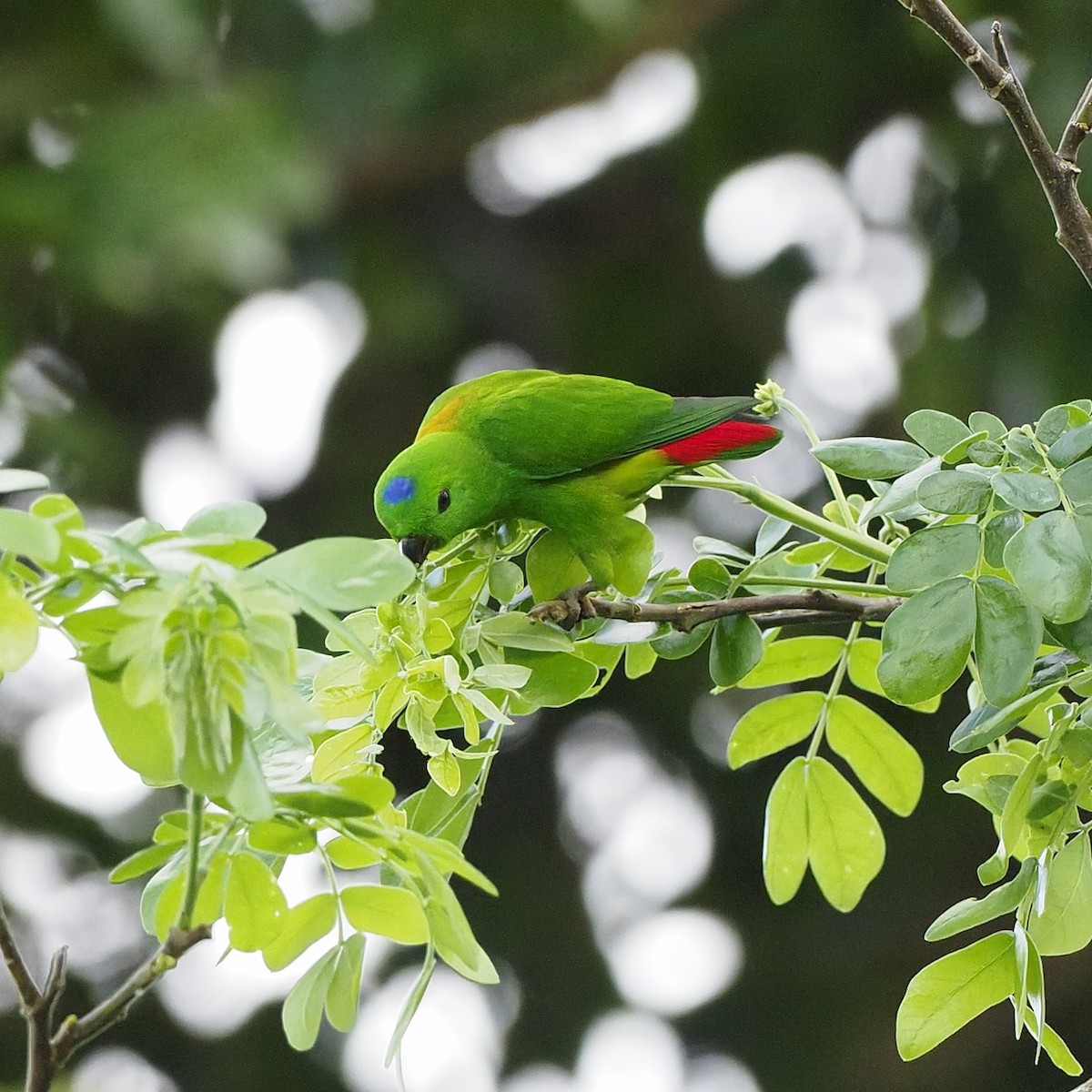 Blue-crowned Hanging-Parrot - ML647454264