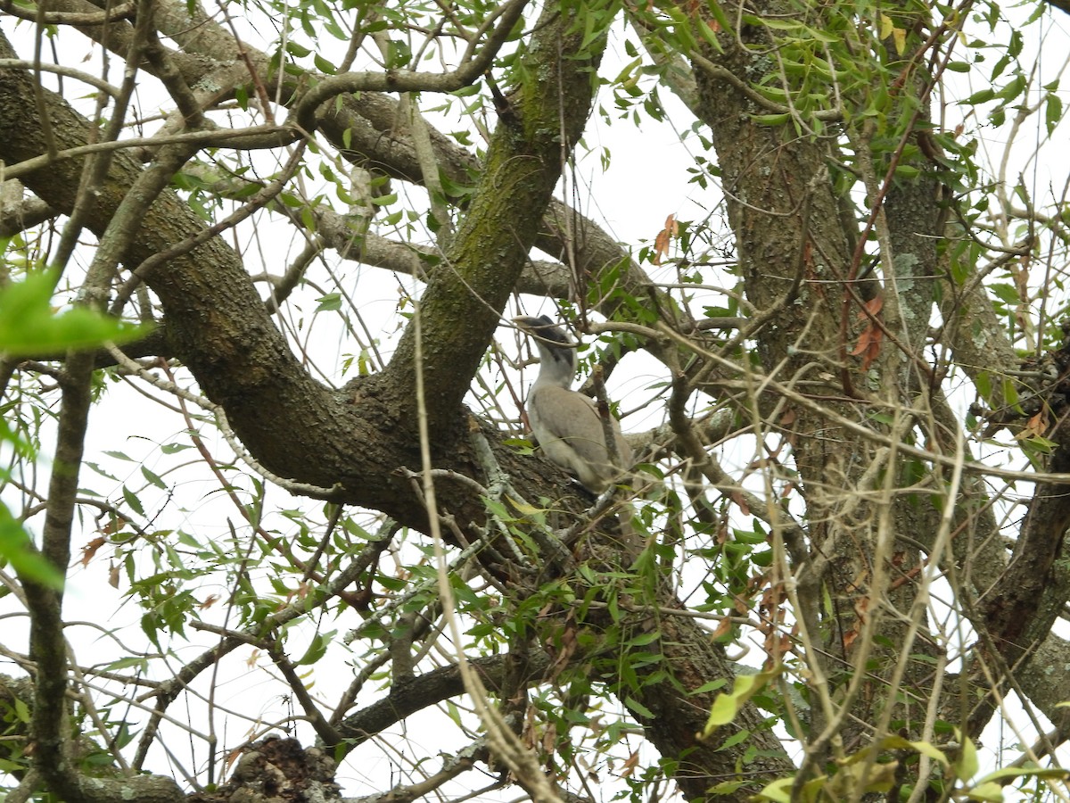 Indian Gray Hornbill - ML647454266