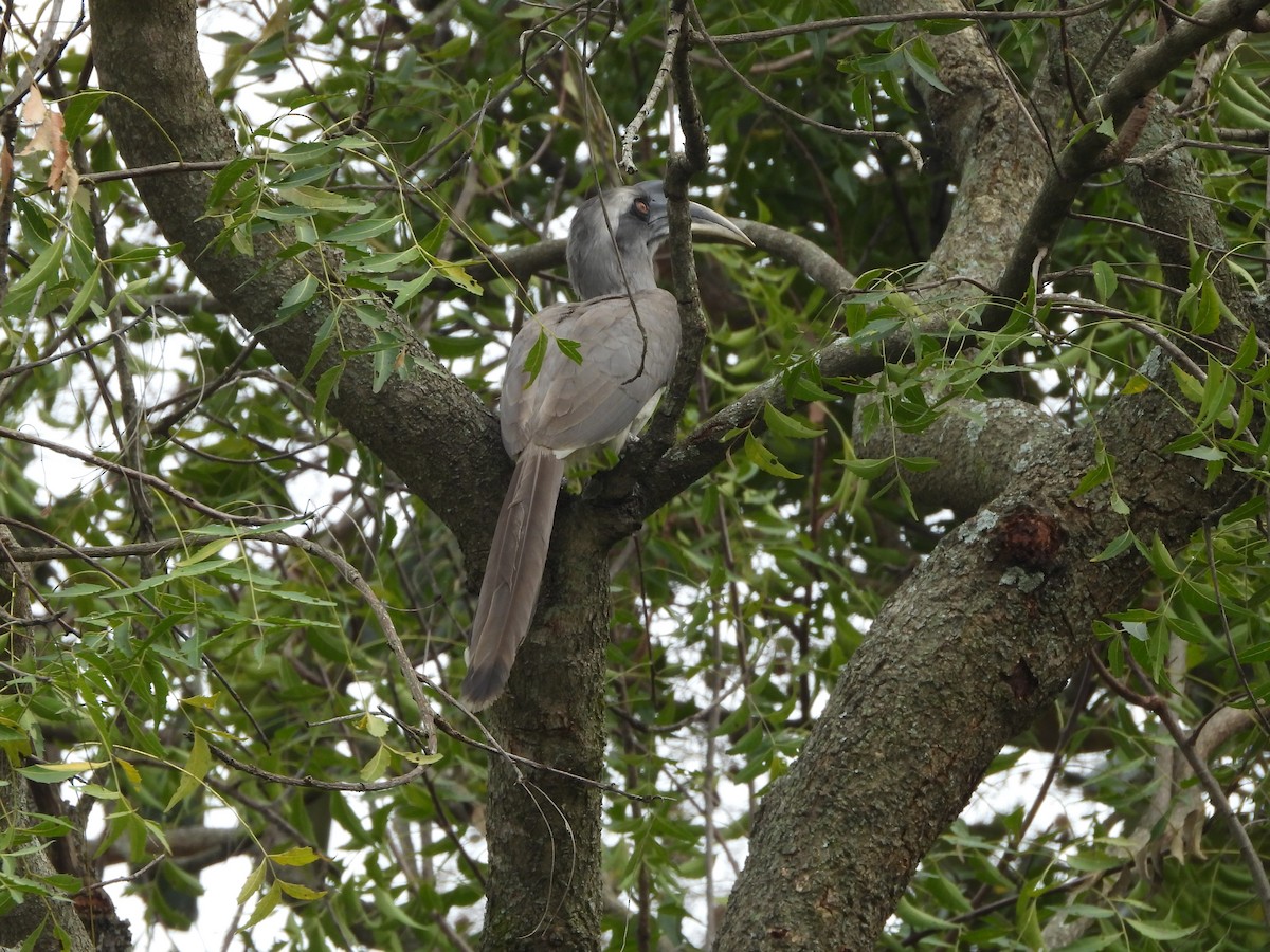 Indian Gray Hornbill - ML647454267