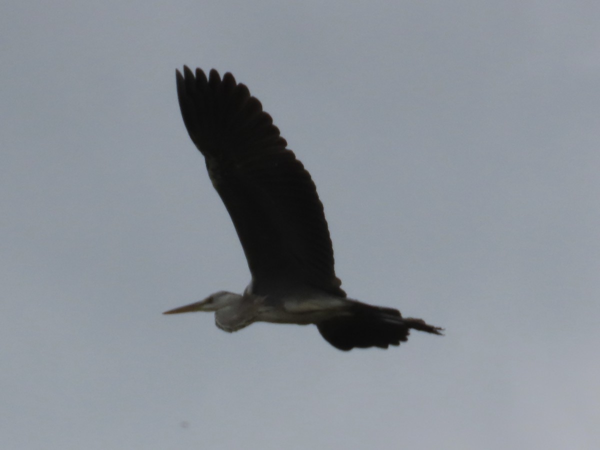 Gray Heron - ML647454268