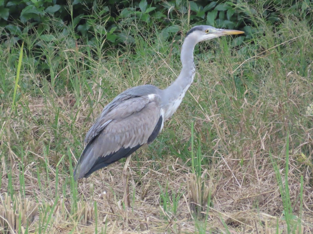 Gray Heron - ML647454269