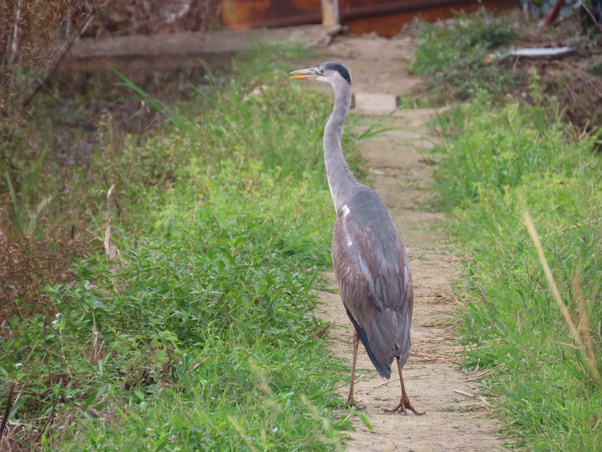 Gray Heron - ML647454270