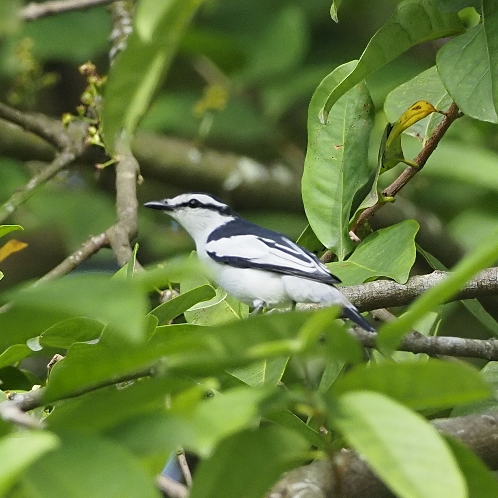 Pied Triller - ML647454271