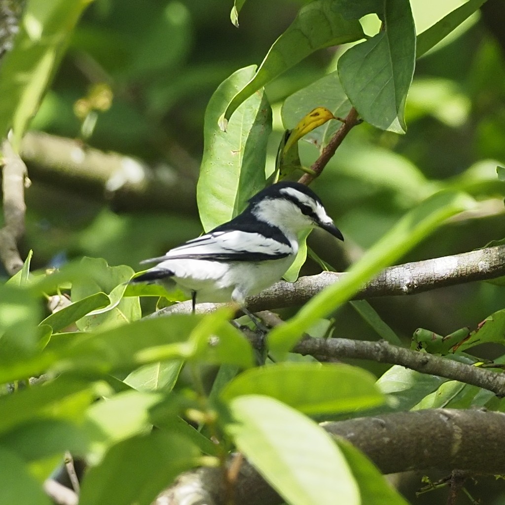 Pied Triller - ML647454272