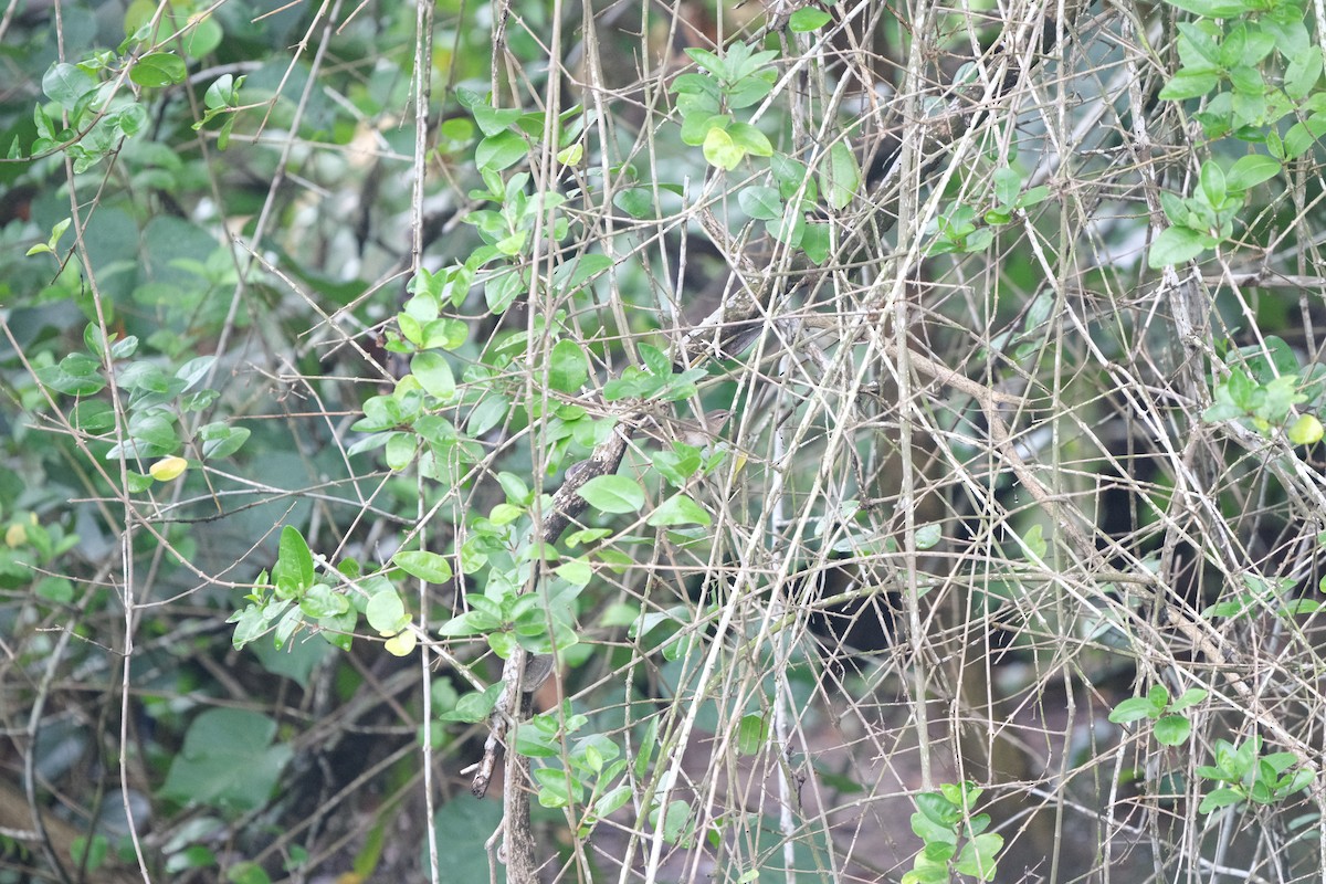 עלווית כהה - ML647454273