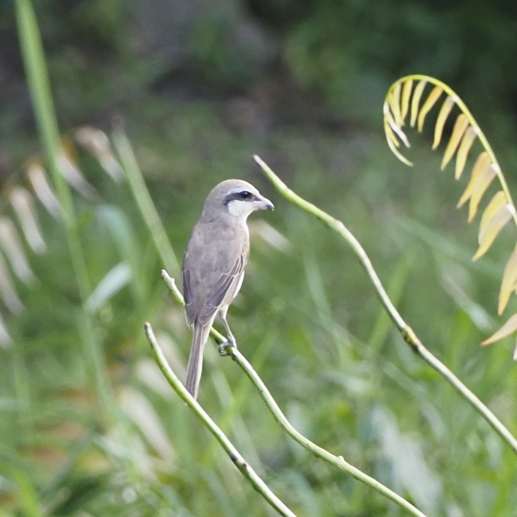 Brown Shrike - ML647454275