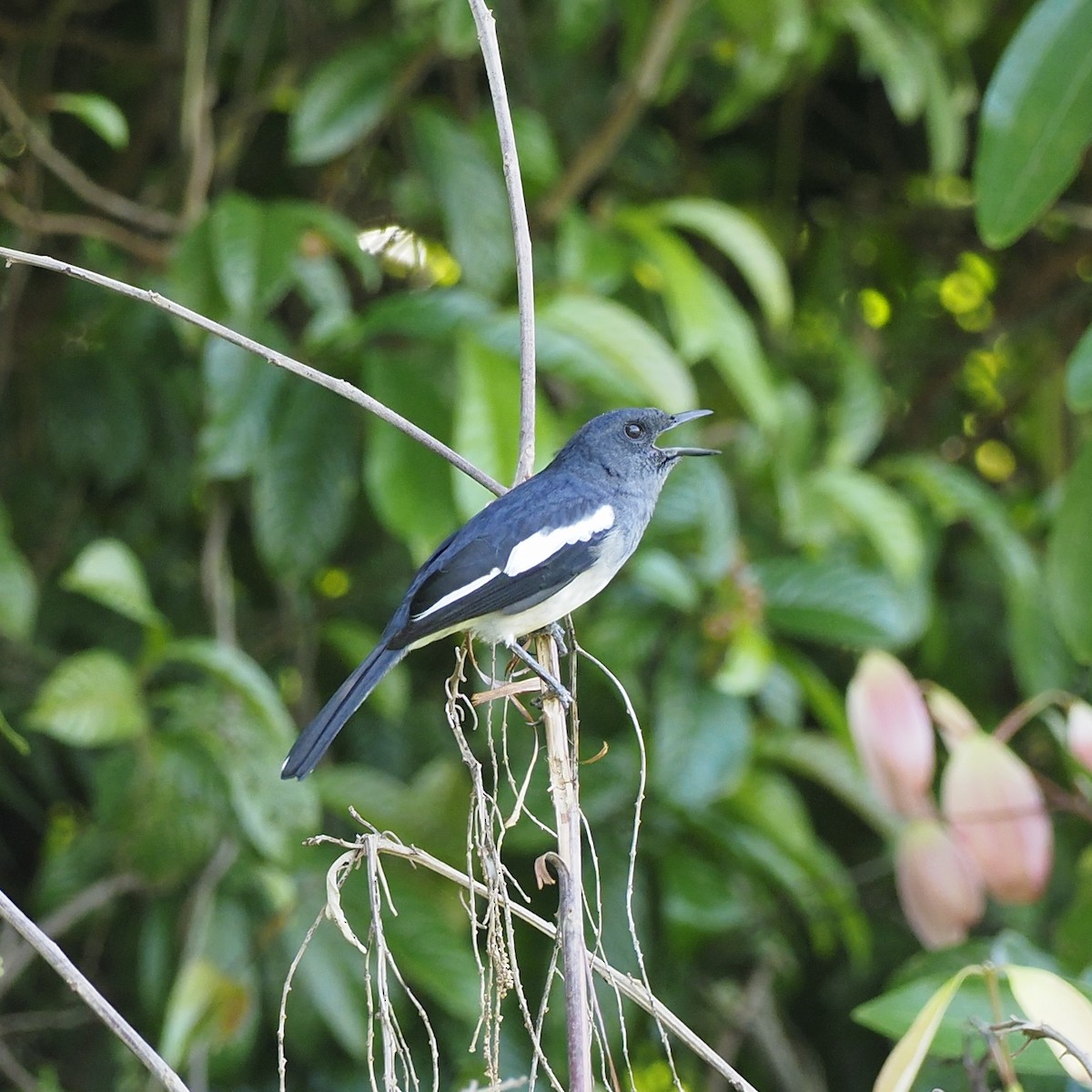 Oriental Magpie-Robin - ML647454276