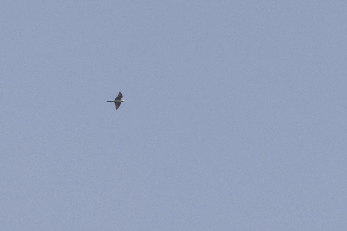 Blue-cheeked Bee-eater - ML647454277