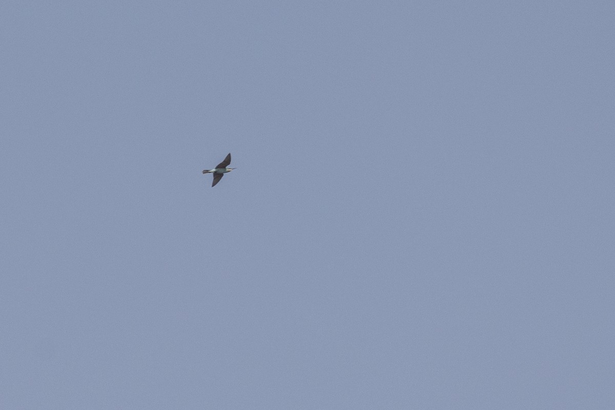 Blue-cheeked Bee-eater - ML647454278