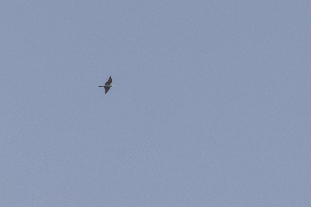 Blue-cheeked Bee-eater - ML647454279