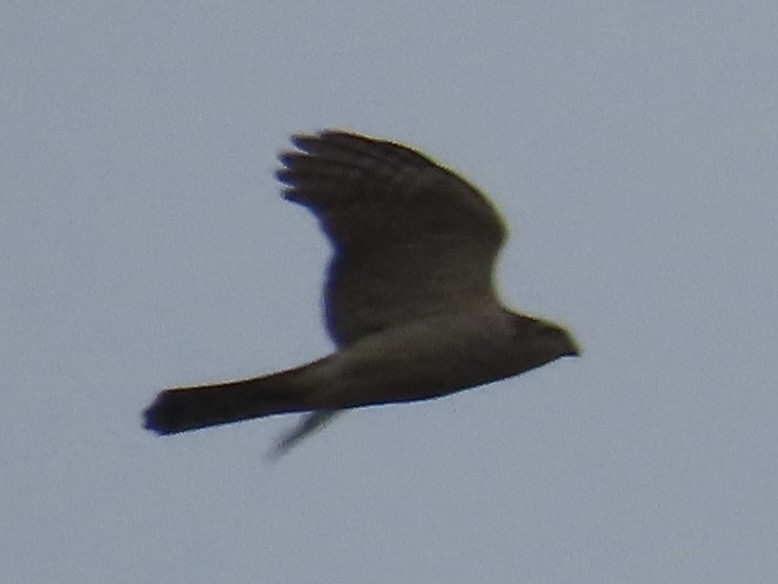 Épervier d'Europe - ML647454282