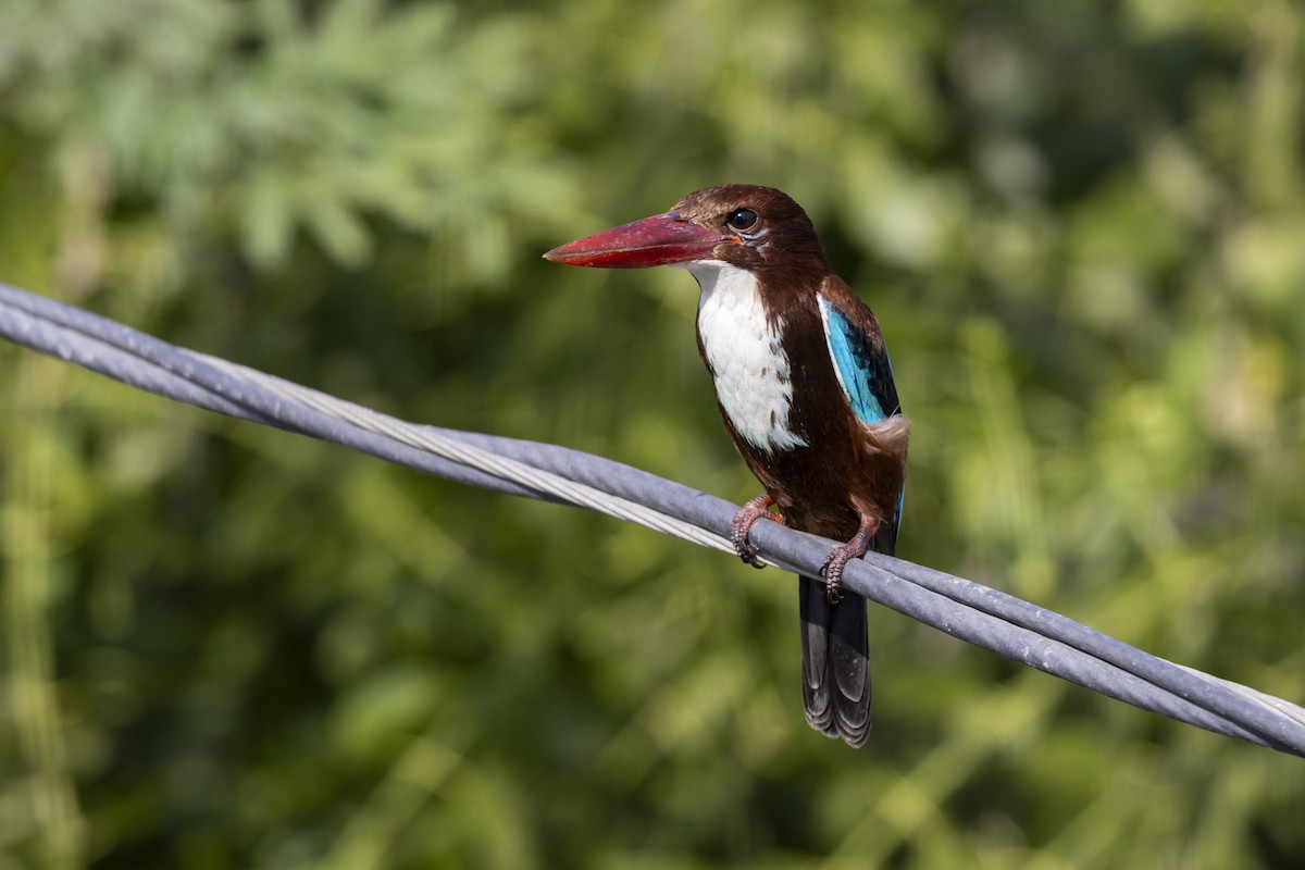 Martin-chasseur de Smyrne - ML647454283