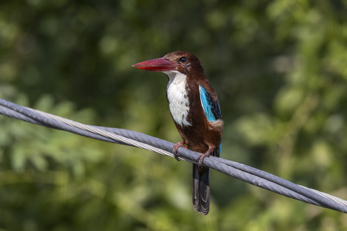 Martin-chasseur de Smyrne - ML647454284