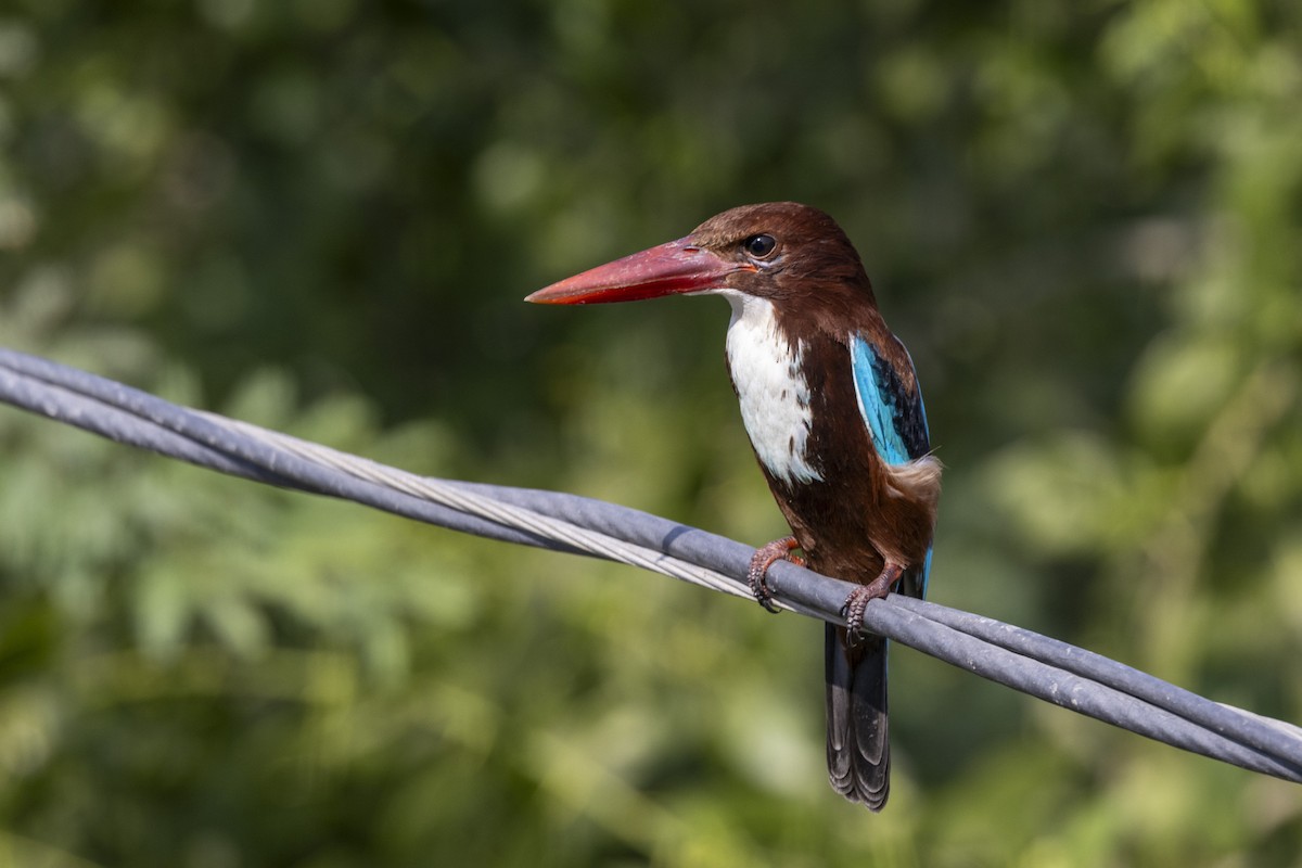 Martin-chasseur de Smyrne - ML647454285