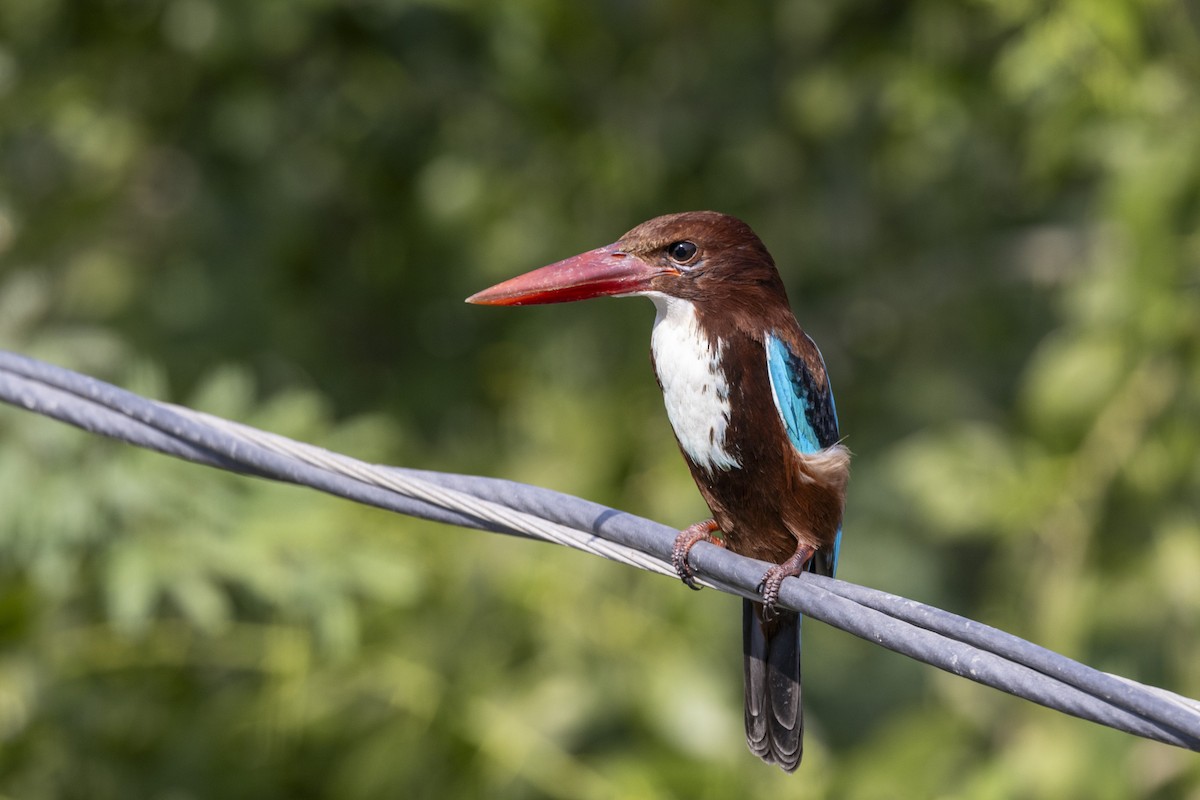 Martin-chasseur de Smyrne - ML647454286