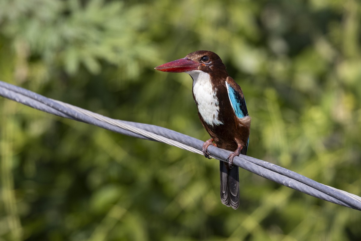 Martin-chasseur de Smyrne - ML647454287