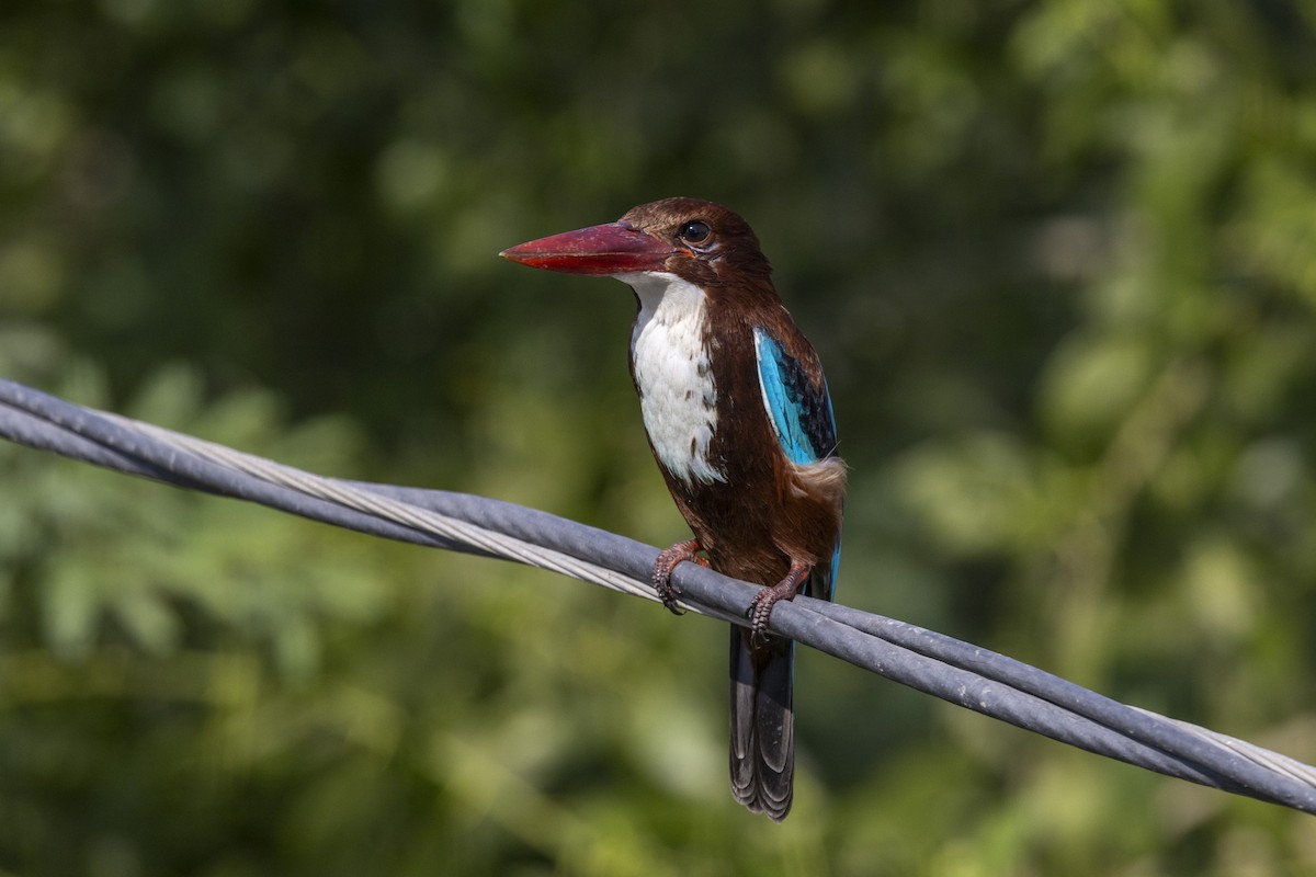 Martin-chasseur de Smyrne - ML647454288