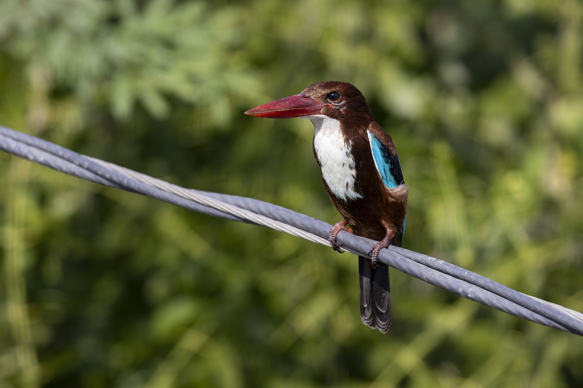 Martin-chasseur de Smyrne - ML647454289