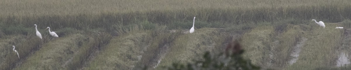 Grande Aigrette - ML647454291