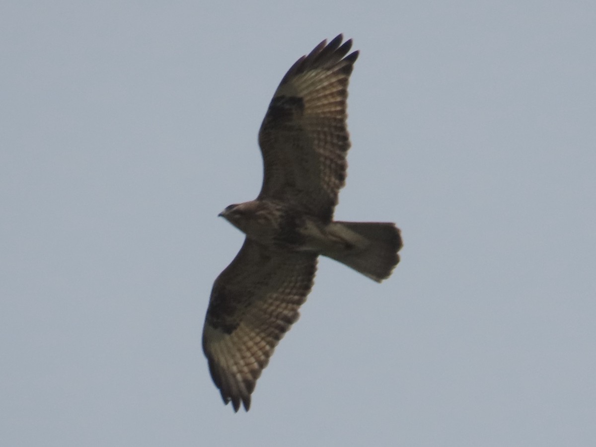 Buse du Japon - ML647454292